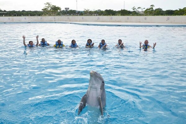 DOLPHIN EXPERIENCE - Encounter - $99 - Image 2