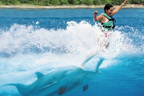 DOLPHIN EXPERIENCE - Encounter - $99 - Image 3