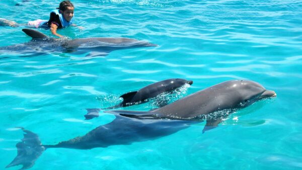 DOLPHIN EXPERIENCE - Encounter - $99 - Image 4