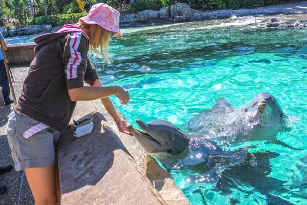 DOLPHIN EXPERIENCE - Encounter - $99 - Image 13